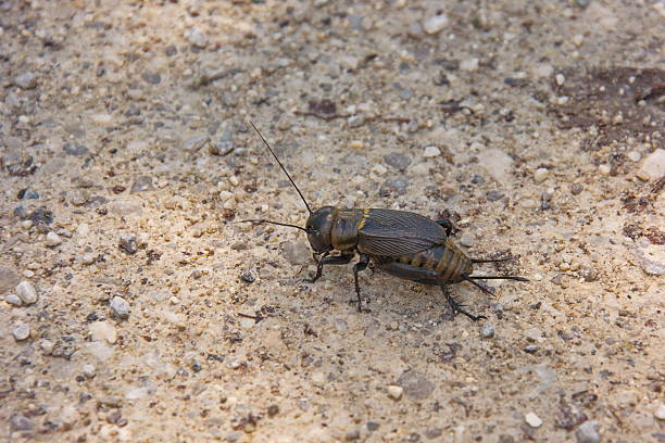 istock field cricket in nature 479383285