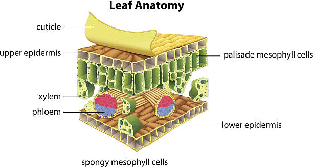 Structure of a leaf Illustration of the anatomy of a leaf stomata stock illustrations