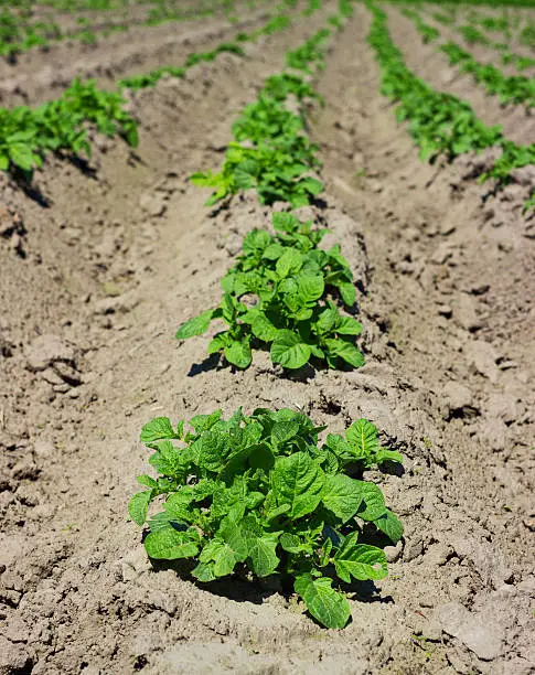 Agricultural field on which has appeared young sprouts of a potato