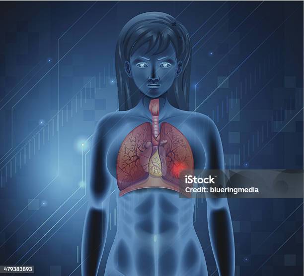 Vetores de Sistema Respiratório Humano e mais imagens de Anatomia - Anatomia, Biologia, Brônquio - Traqueia