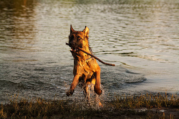 berger allemand de course avec bâtonnet en bois - dog retrieving german shepherd pets photos et images de collection