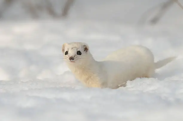 Least Weasel (Mustela nivalis) begins to change his white winter fur in early spring