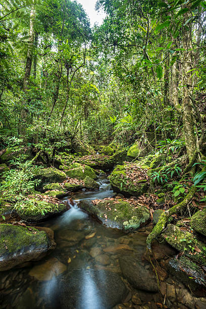 istock Scenic creekin the jungle 479386742
