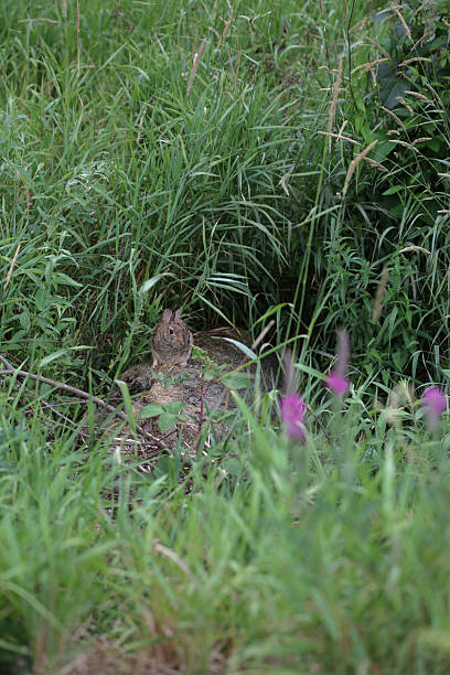 istock Rabbit in Tall Grass on a Floodplain, British Columbia, Canada 479386748