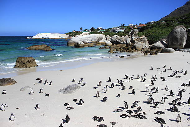 istock Happy Feet Penguins 479386947