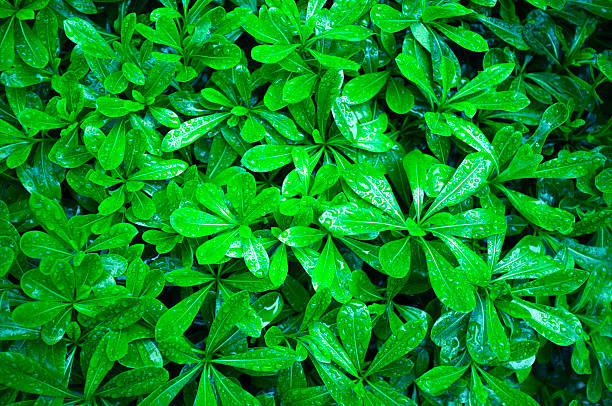 istock green wet leaves background 479386996
