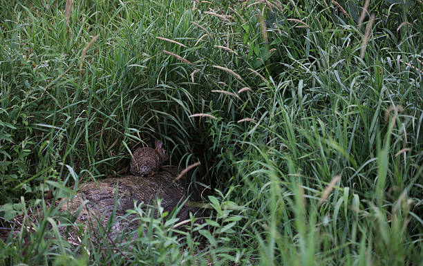 istock Brown Rabbit in Tall Grass, the Fraser Valley, Canada 479387006