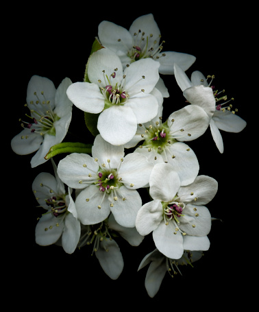 Apple blossoms isolated against a black background