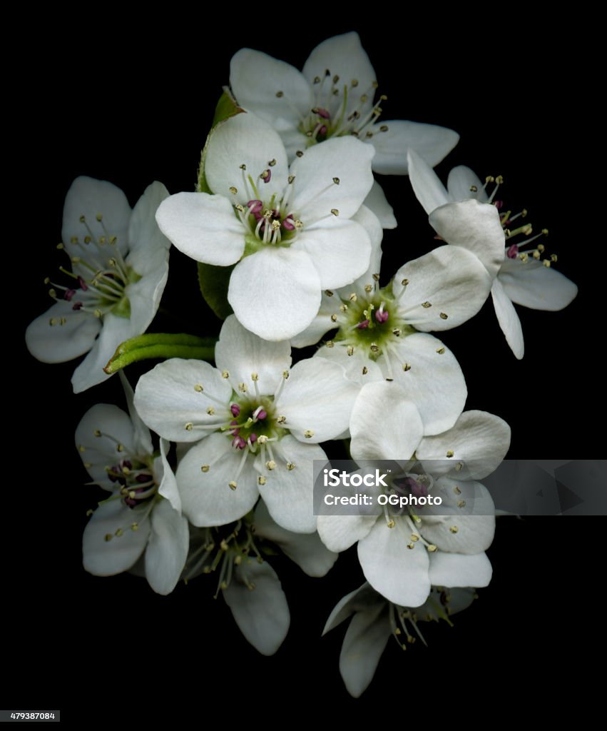 XXXL: Apple blossoms isolated against a black background Apple blossoms isolated against a black background Black Background Stock Photo