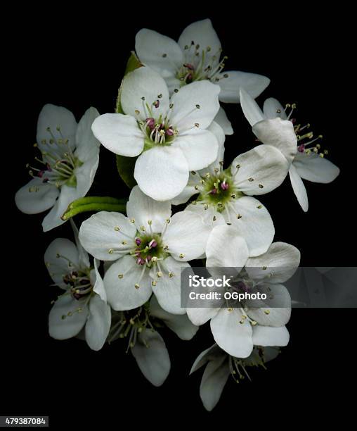 Xxxl Apple Blossoms Isolated Against A Black Background Stock Photo - Download Image Now