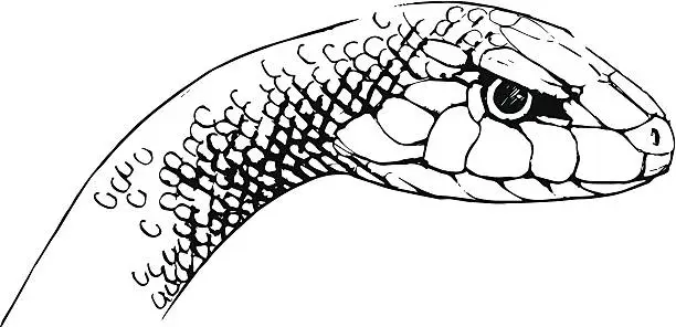 Vector illustration of Oxyupanus microlepidotus illustration