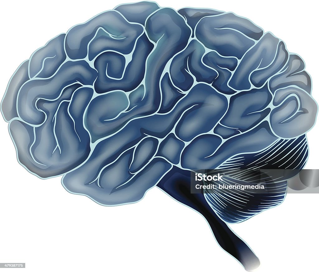 Le cerveau humain - clipart vectoriel de Anatomie libre de droits