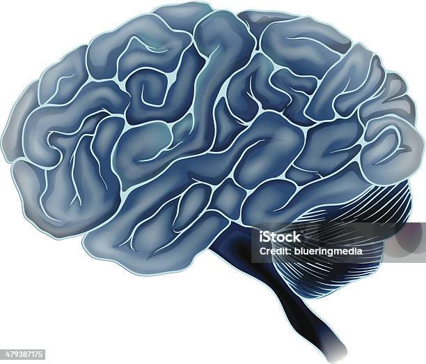 Le Cerveau Humain Vecteurs libres de droits et plus d'images vectorielles de Anatomie - Anatomie, Biologie, Cancer du cerveau