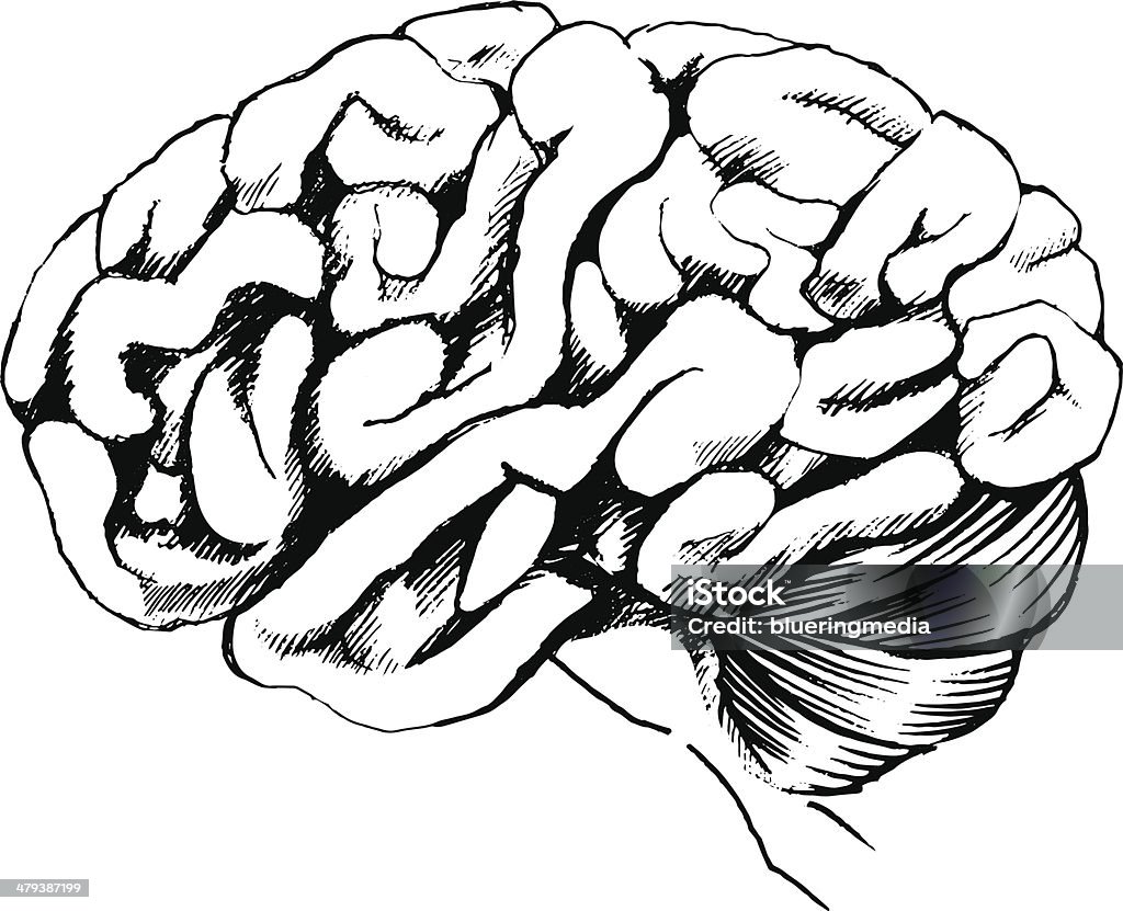 Cerebro humano - arte vectorial de Anatomía libre de derechos