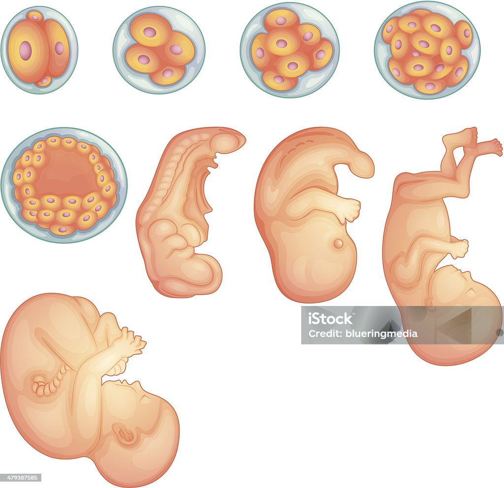 Ilustración de Etapas Del Desarrollo Embrionario Humano y más Vectores  Libres de Derechos de Feto - Etapa de animal - Feto - Etapa de animal,  Embrión - Etapa humana, Feto - Etapa humana - iStock