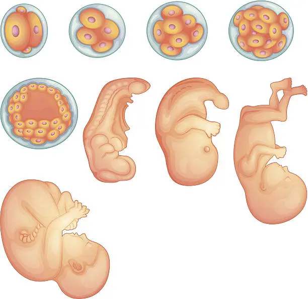 Vector illustration of Stages in human embryonic development