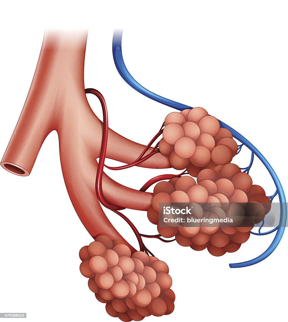 alveoli humanos - Vetor de Alvéolos royalty-free