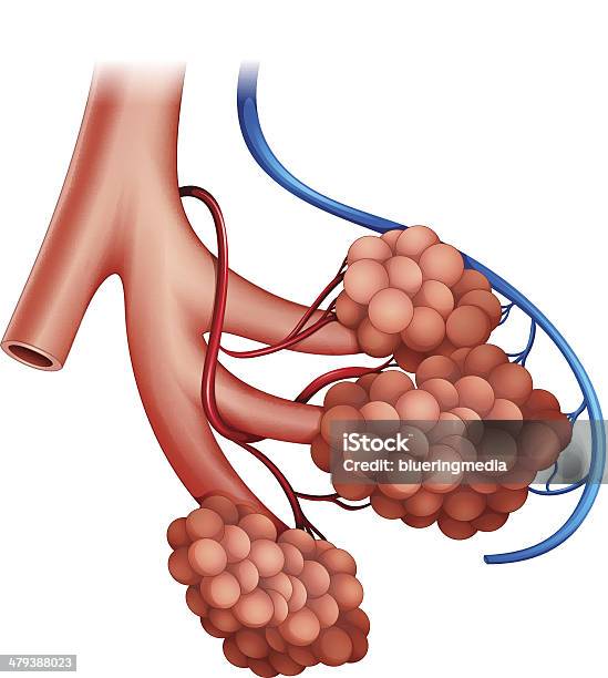 Vetores de Alveoli Humanos e mais imagens de Alvéolos - Alvéolos, Saco - Parte de Organismo Vivo, Ilustração biomédica