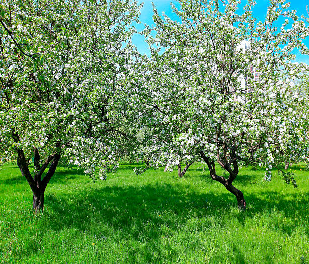 istock growth of blooming apple trees in springtime 479388655