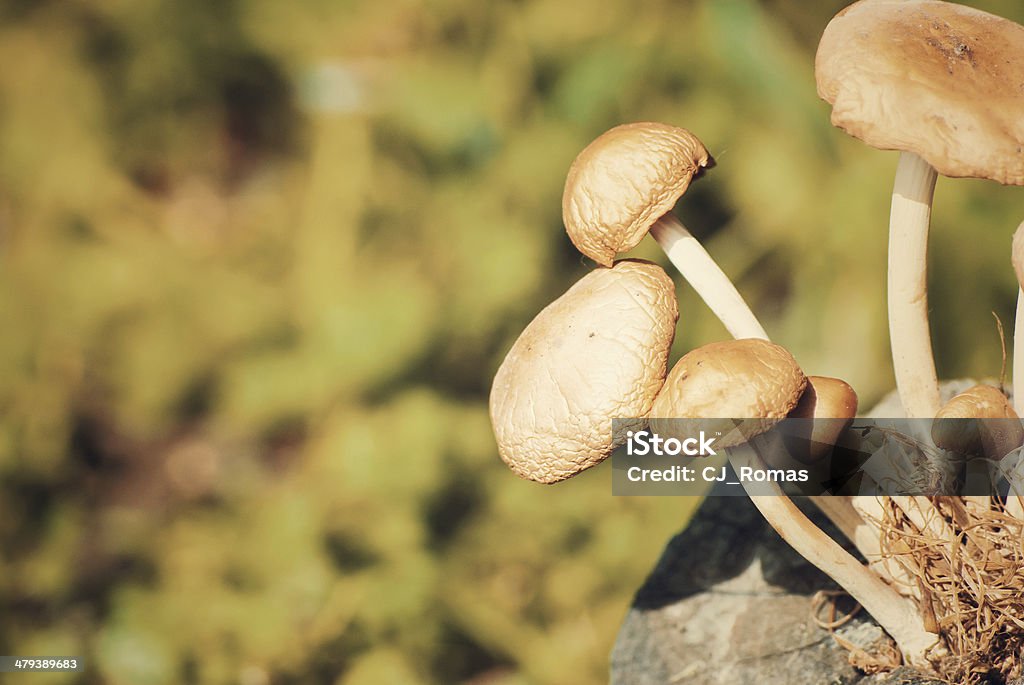 Cogumelos na floresta na baliza - Royalty-free Alimentação Saudável Foto de stock