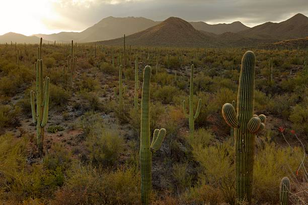 istock Cactus in desert USA 479390603