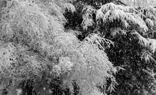 branch of a tree covered with snow in the mountains during a big snowfall in winter