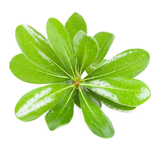 istock water drops on fresh green leaves 479390843