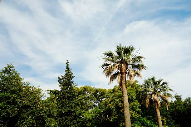 istock Green and blue, view from a park 479393144