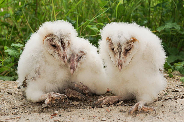 Barn Owl close up