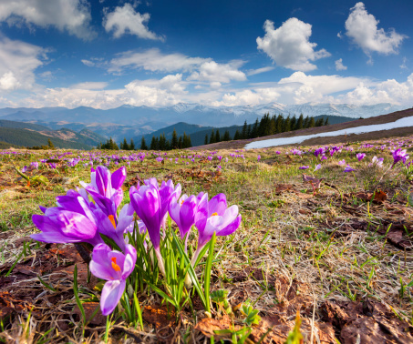 Blossom of crocuses at spring in the mountains