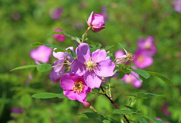 istock Dogrose flowers 479395374
