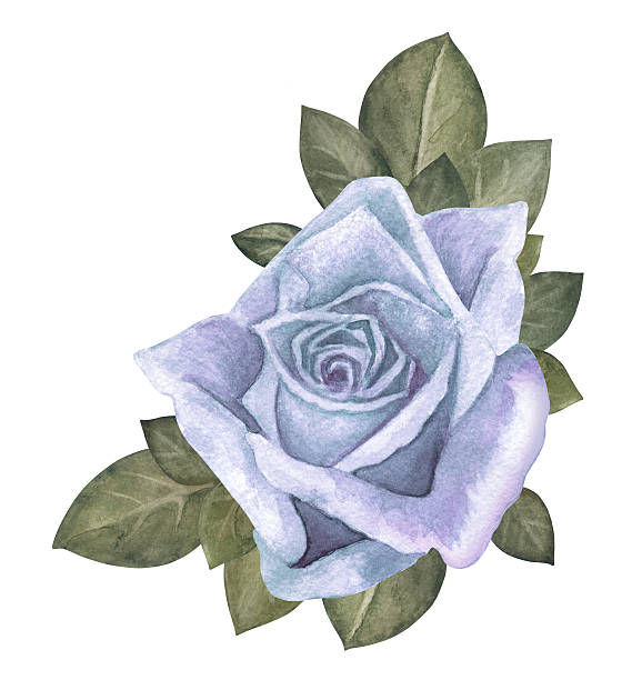 istock Watercolor blue rose flower, leaves, bouquet 479396046