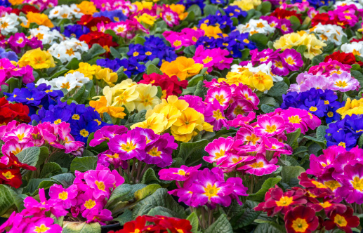 Purple common primroses