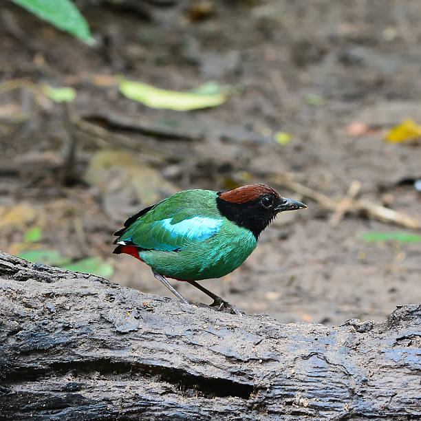 istock Bird Hooded Pitta (Pitta sordida) in nature 479396987