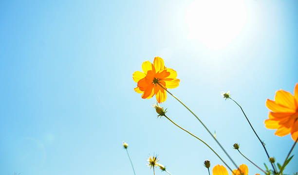 Cтоковое фото Желтый Космея с sunshine5