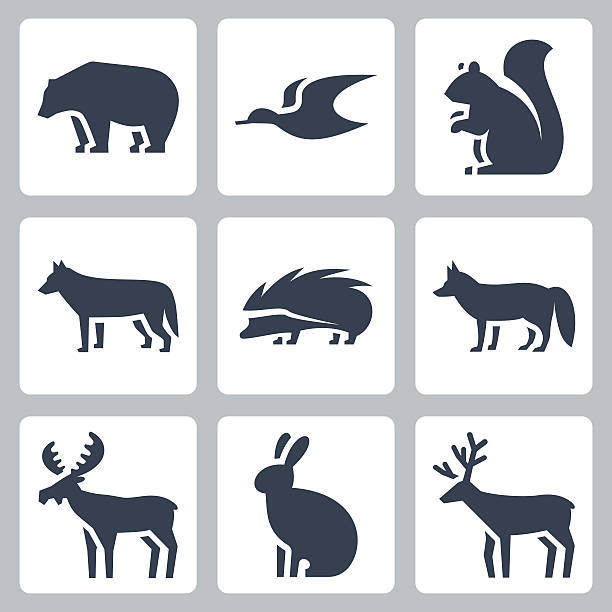 ilustraciones, imágenes clip art, dibujos animados e iconos de stock de vector conjunto de iconos de animales de bosque - wildlife