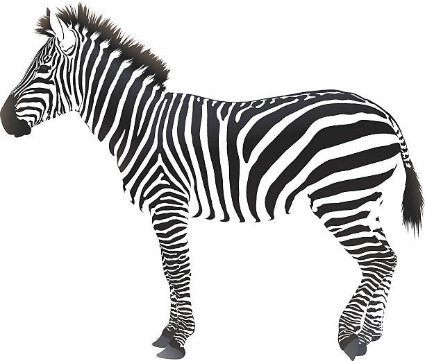 ilustrações de stock, clip art, desenhos animados e ícones de cloven-animal ungulado - zebra