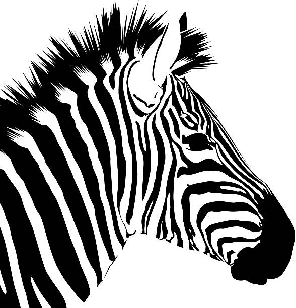 2,631 Cartoon Of The Zebra Stripes Stock Photos, Pictures & Royalty-Free  Images - iStock