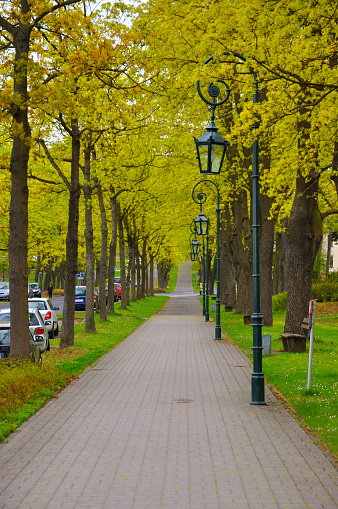 The alley with trees and lanterns (lamps) in the park near Men Monastery on a Frauenberg in Fulda, Hessen, Germany