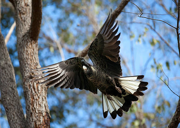 Carnaby's White-tailed Black Cockatoo takes flight. stock photo