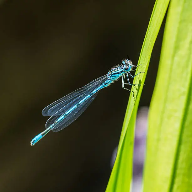 A macro shot of a blue tailed damselfly sitting on a green leaf.