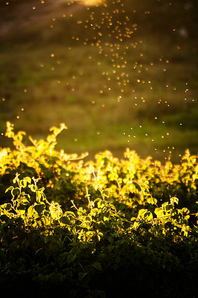 istock Swarm of mosquitoes 479399916
