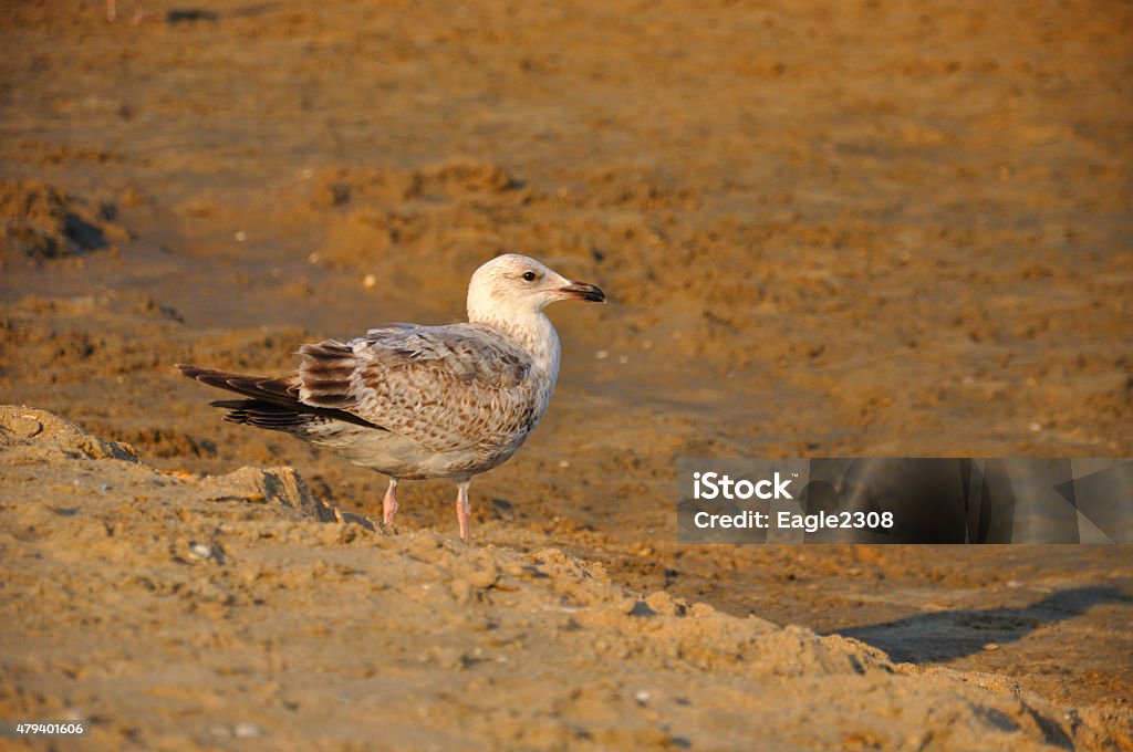 Young gull (seagull) standing gracefull on the seashore Young gull (seagull) standing gracefull on the seashore on the sand on a sunny day, Zaandvort, Northsea, Holland 2015 Stock Photo