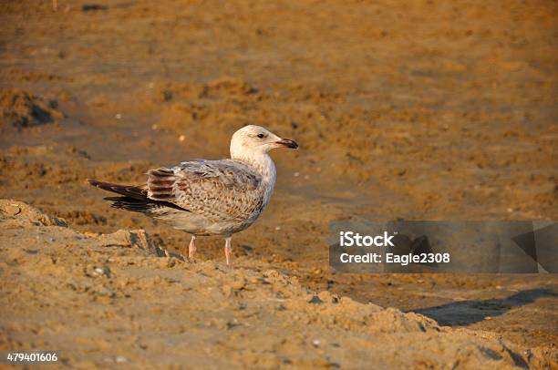 Young Gull Standing Gracefull On The Seashore Stock Photo - Download Image Now