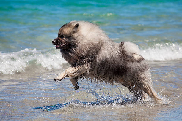 spitz lupo in esecuzione sulla spiaggia - keeshond foto e immagini stock