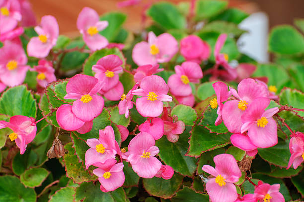 istock Beautiful pink flower 479402041