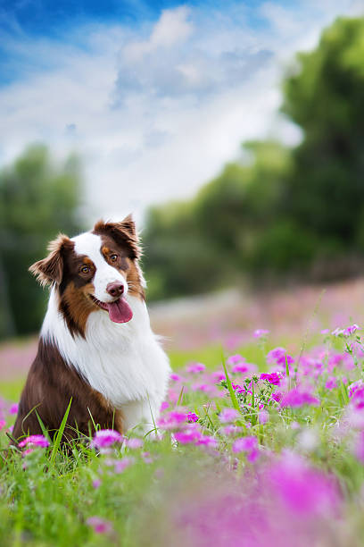 istock Dog: Happy Australian Shepherd in a Flower Field 479403739