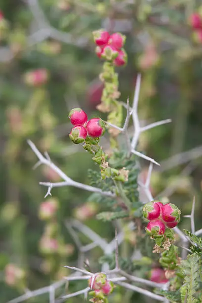 Photo of sarcopoterium spinosum