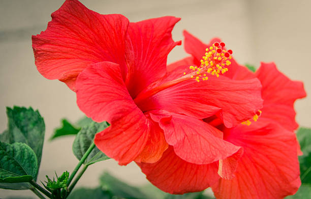 Two Red Hibiscus/ China Rose stock photo