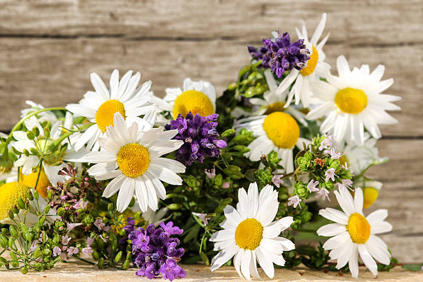 Herbs and medical plants Different medical plants and herbs with a round bottom flask. spicery stock pictures, royalty-free photos & images